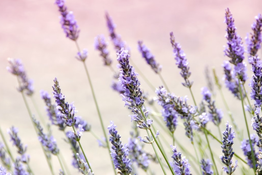 Фото unsplash.com