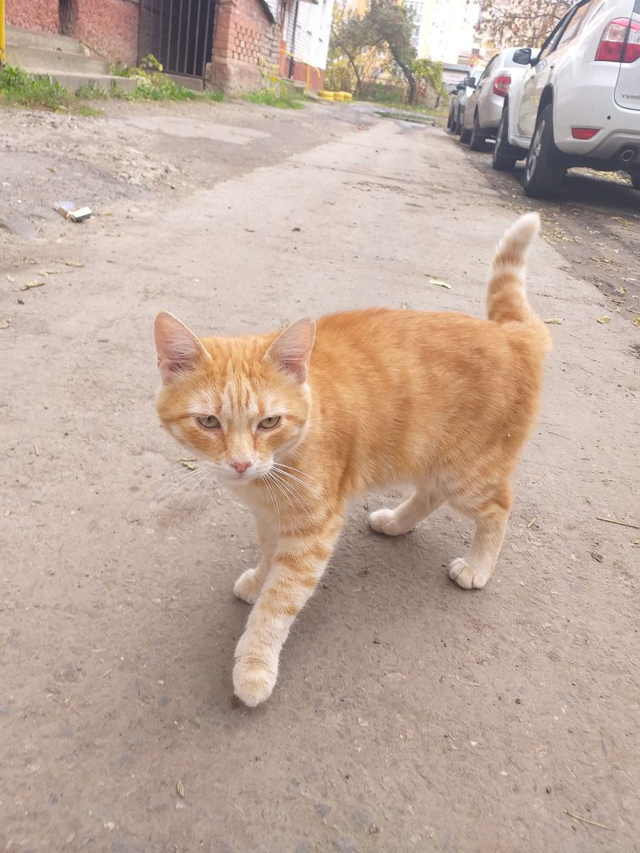 Фото автора. Кот другой, просто похож:)