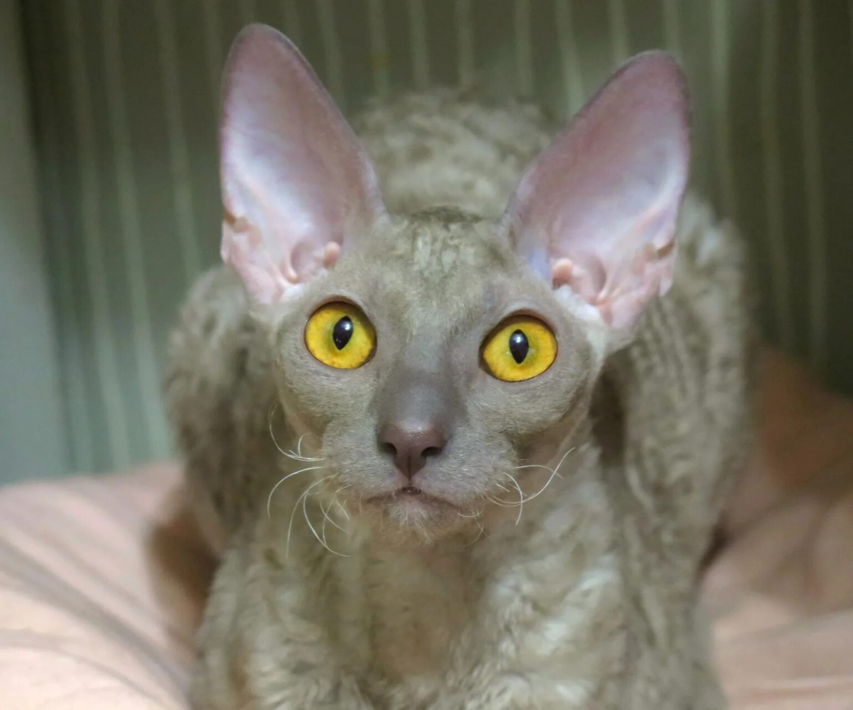 Корниш-рекс. Фото из Интернета.