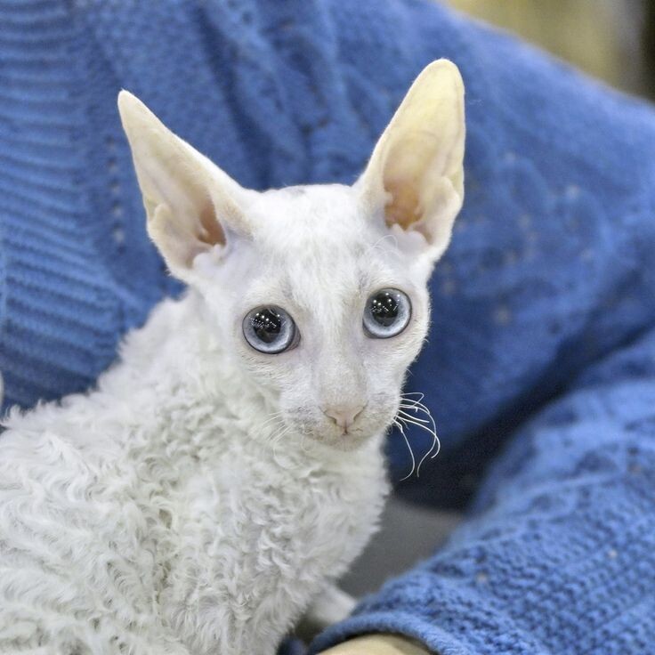 Корниш-рекс. Фото из Интернета.