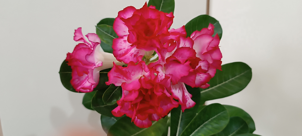 Мой ароматный сорт "Вишнёвый десерт". Цветун невероятный! С марта по ноябрь букетно. 