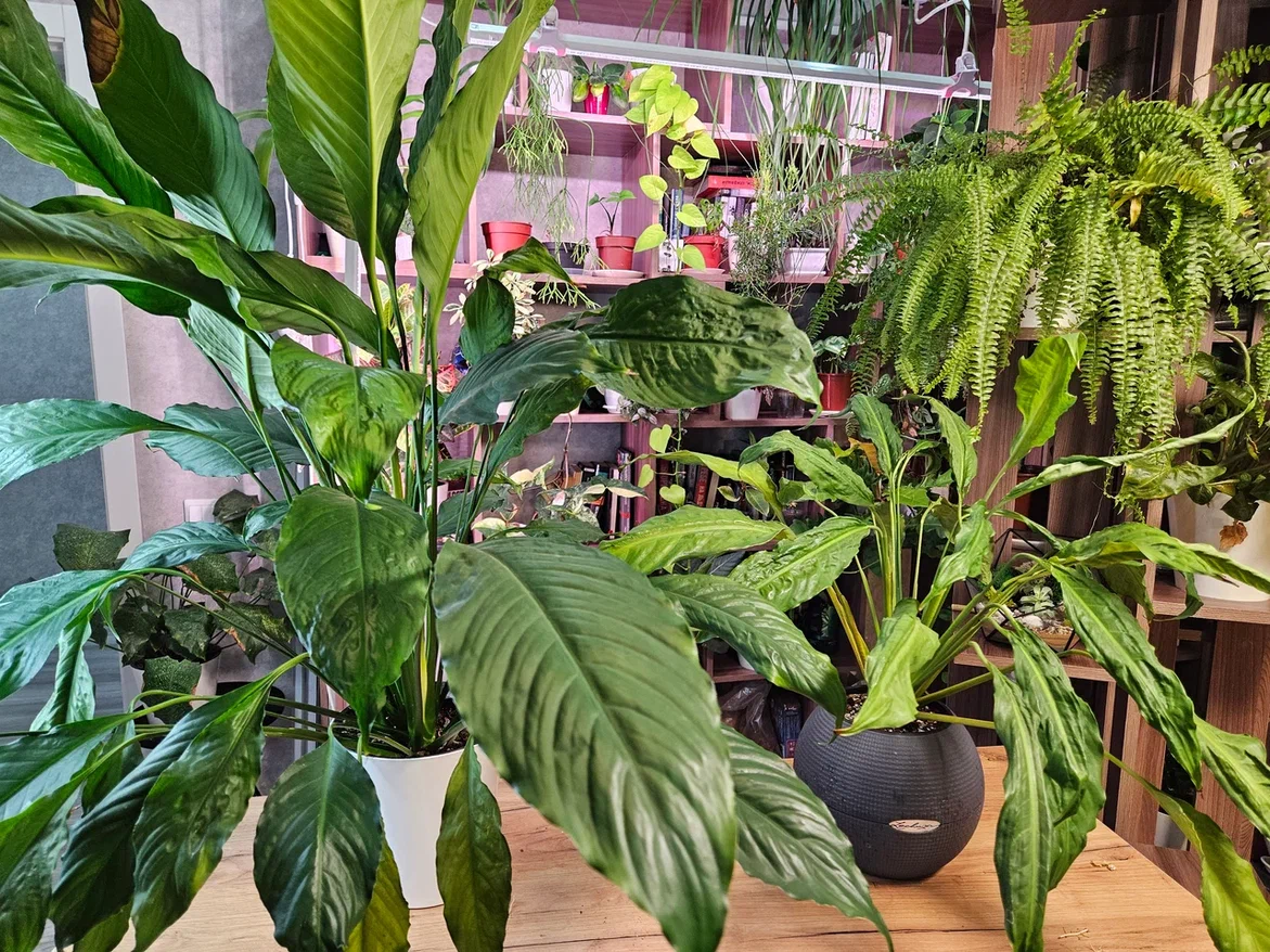 Невооружённым глазом видно, что спатифиллуму справа явно чего-то не хватает