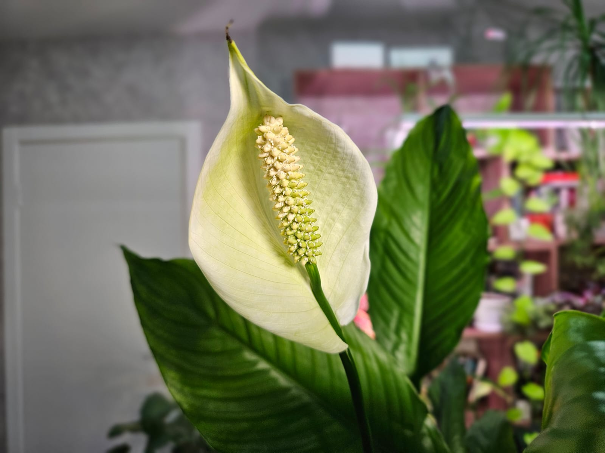 Вот так мой спатифиллум цвёл пару недель назад