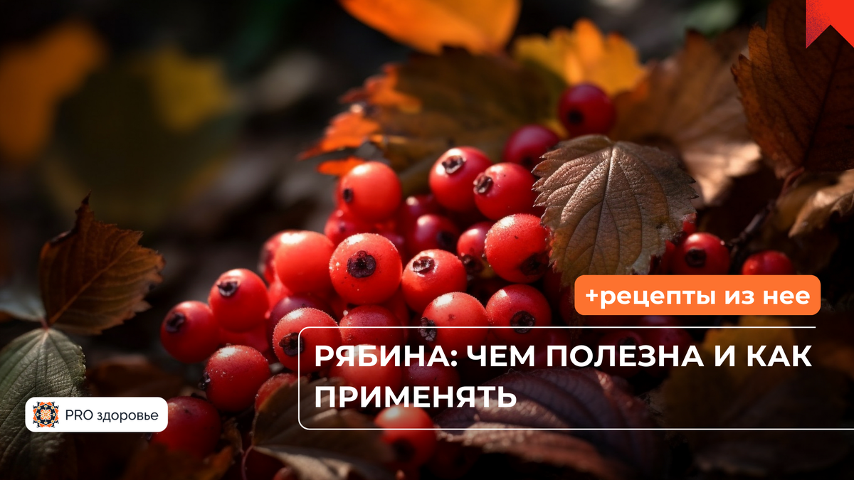 чем полезна рябина