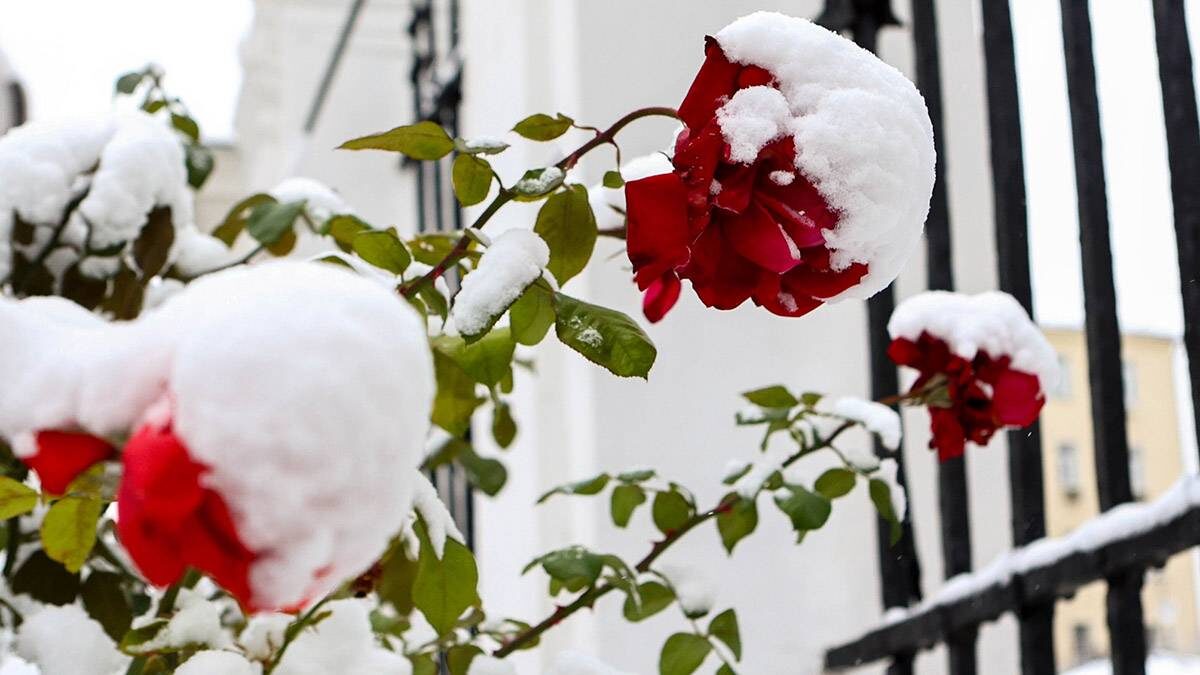    Фото: Ярослав Чингаев / АГН Москва