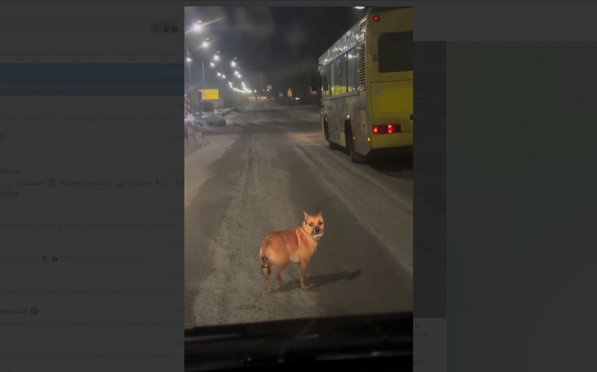 Или гуляет сама по себе, или бросили