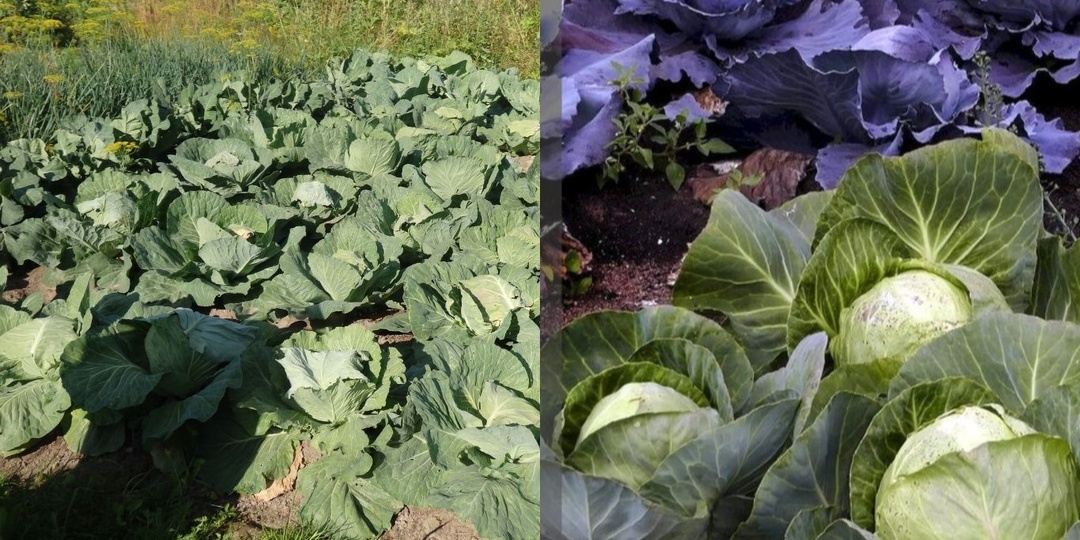 Освоил другую технику посадки капусты. Что получилось на пяти грядках за четыре месяца