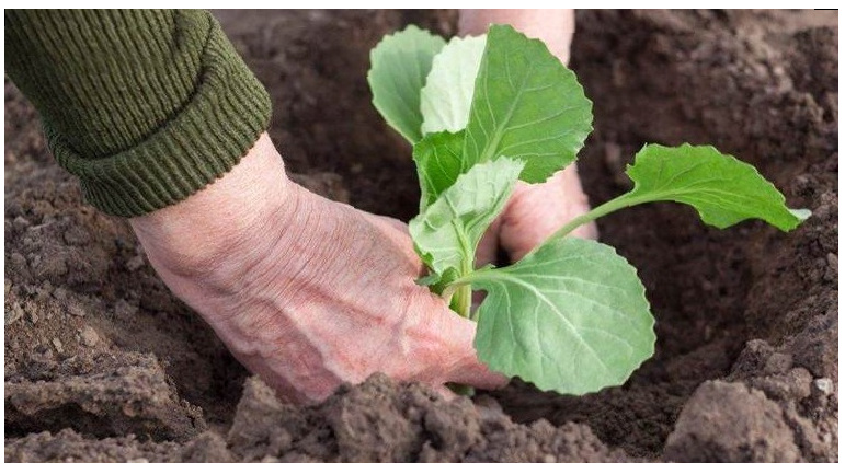 Высаживаю рассаду вечером или в пасмурную погоду.