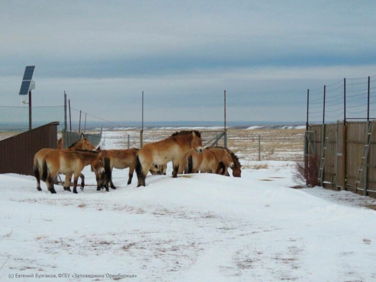    В Оренбургском заповеднике произошла ротация лошадей Пржевальского Белов Михаил Александрович