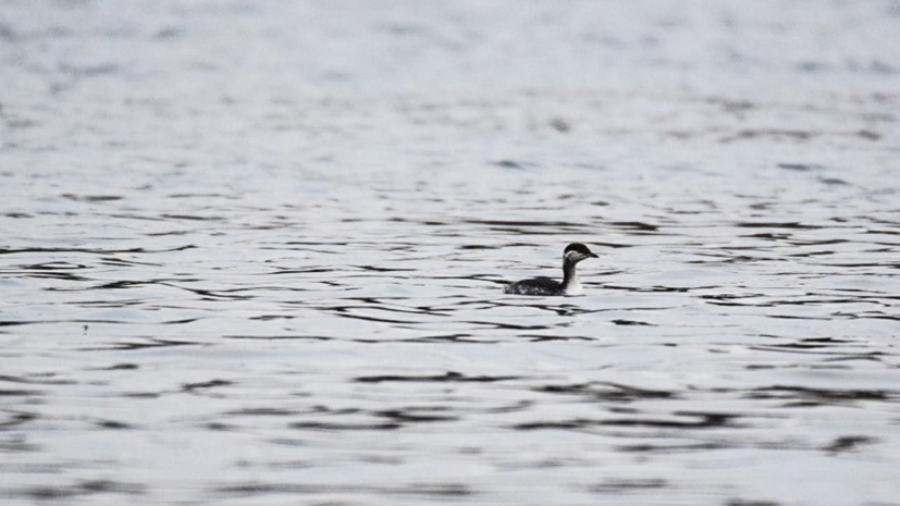   Пресс-служба Департамента природопользования и охраны окружающей среды города Москвы