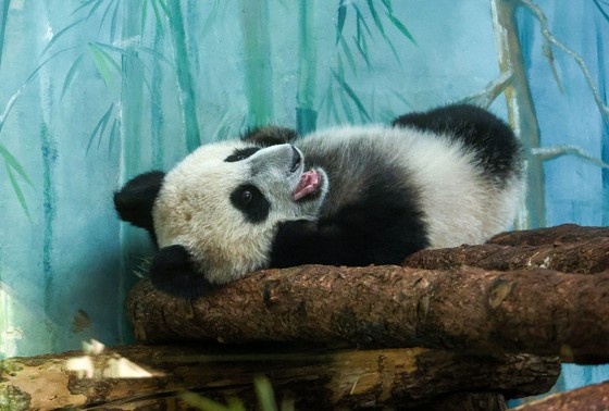    Панда Катюша