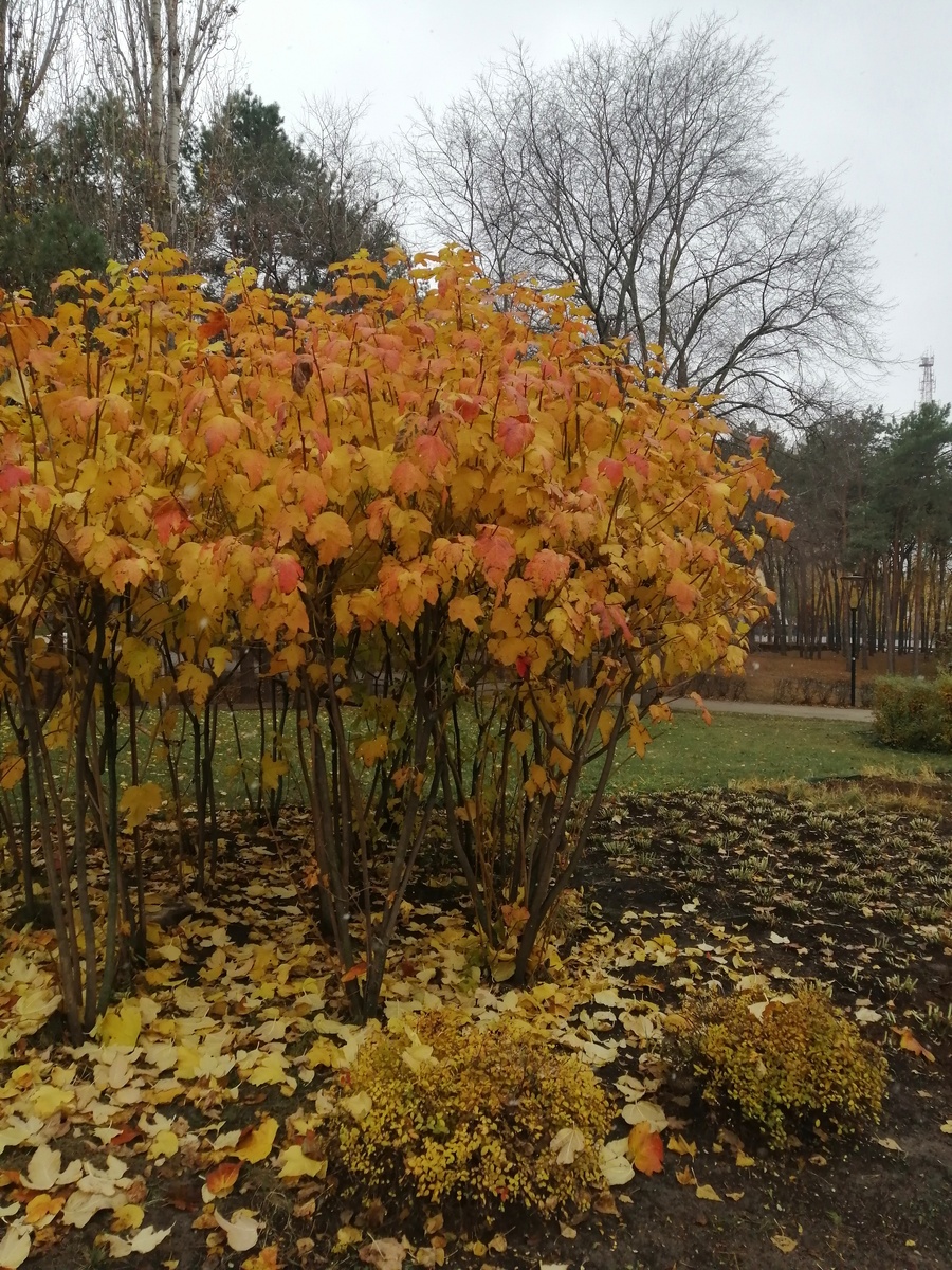 Фото из личного архива автора: прогулка в парке