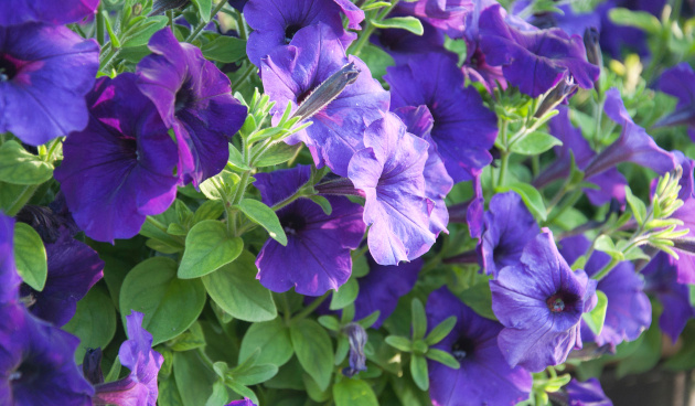    Петуния Изи Вейв Блю. Фото: shutterstock.com