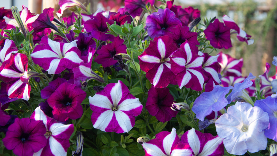 Петунии Изи Вейв. Фото: shutterstock.com