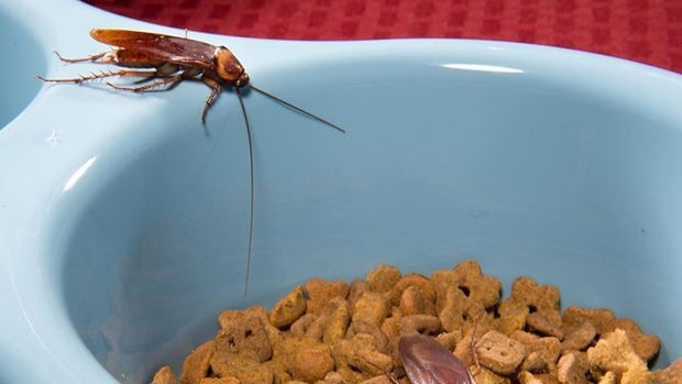 Забыли о тараканах, как о страшном сне: Делюсь рабочими способами борьбы и методами профилактики, чтобы они не появились снова