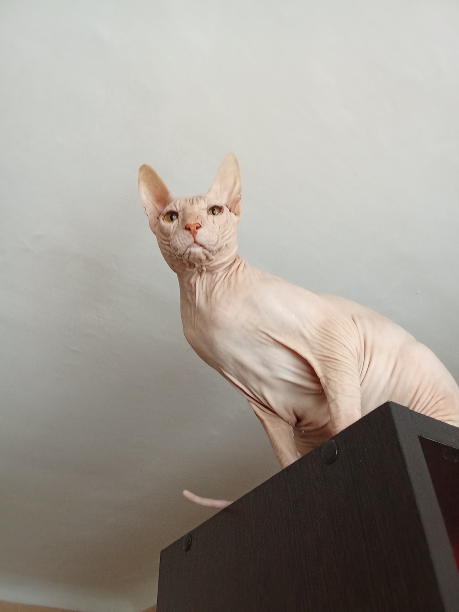 Фотка летняя. В первый раз под потолок взлетел от визитёров )