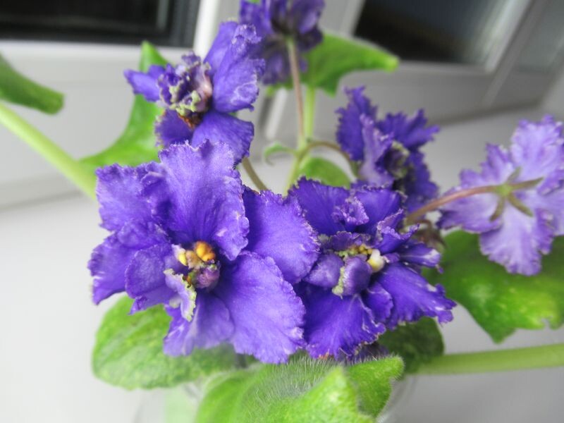 Фиалка сорта "Лоэнгрин" - моё фото