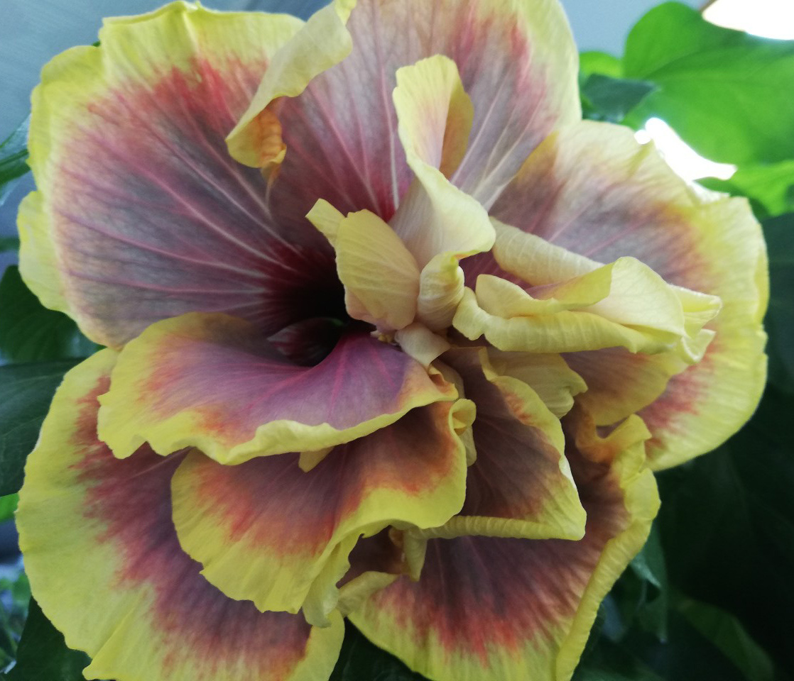 Гибискус сорта "Гатор Прайд" - моё фото