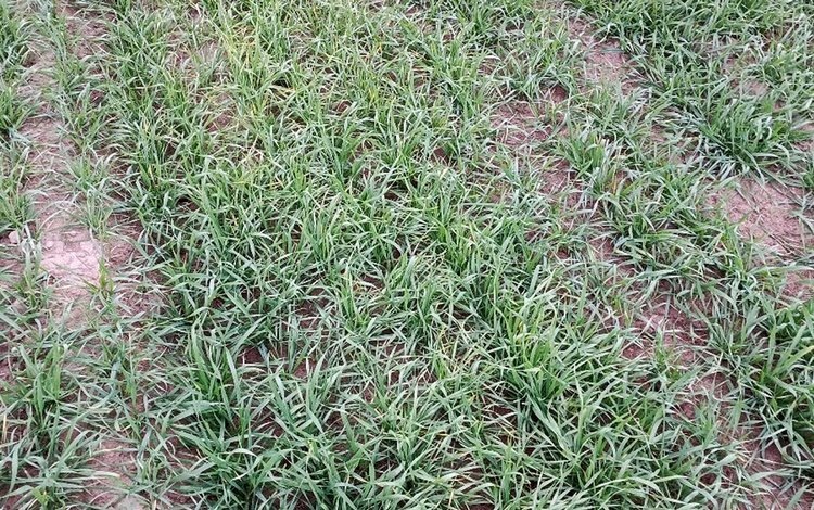    Озимые на владимирских полях перед уходом на зимовку получили экспертную оценку