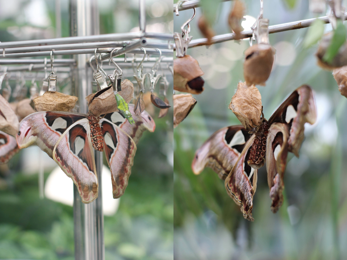 Павлиноглазка Атлас на своём коконе после появления в Парке бабочек Paradise