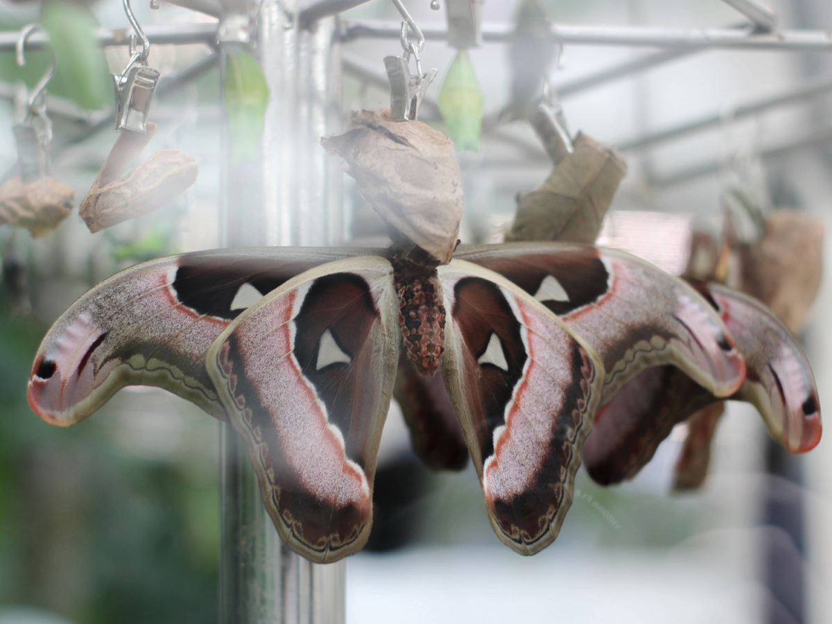 Павлиноглазка Атлас на своём коконе после появления в Парке бабочек Paradise