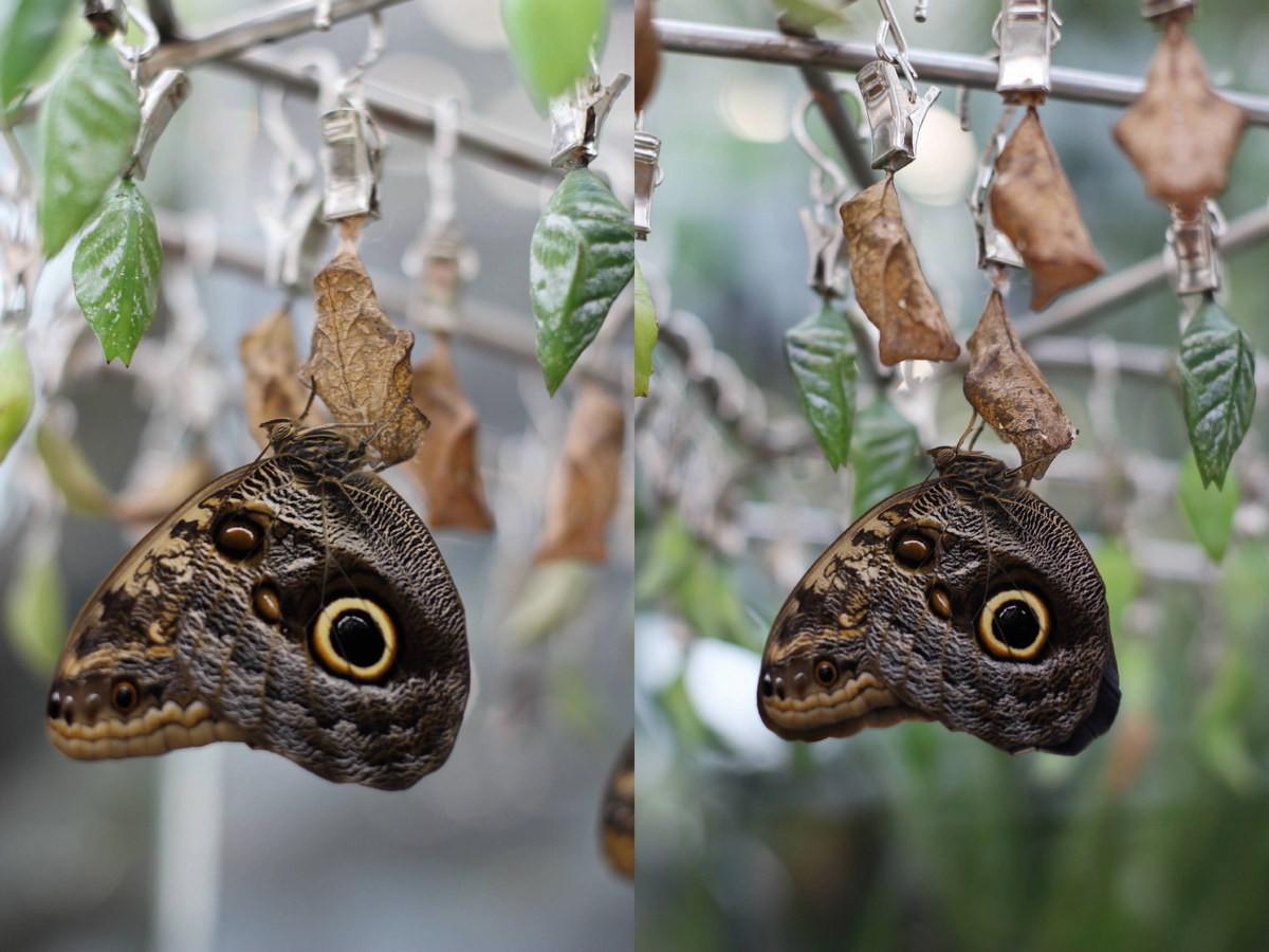 Калиго Эврилокус на своей куколке после появления в Парке бабочек Paradise