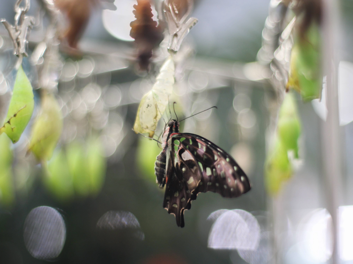 Графиум Агамемнон на своей куколке после появления в Парке бабочек Paradise