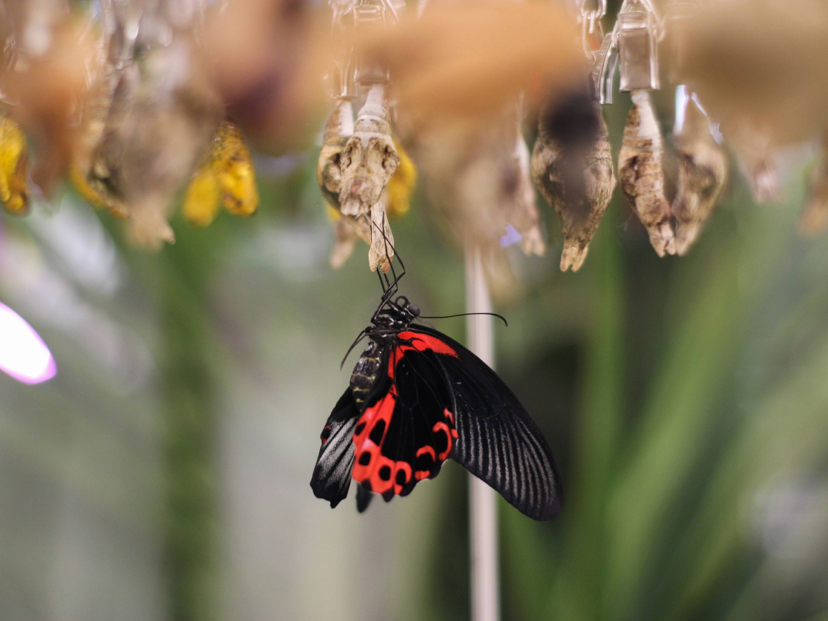 Парусник Румянцева на своей куколке после появления в Парке бабочек Paradise