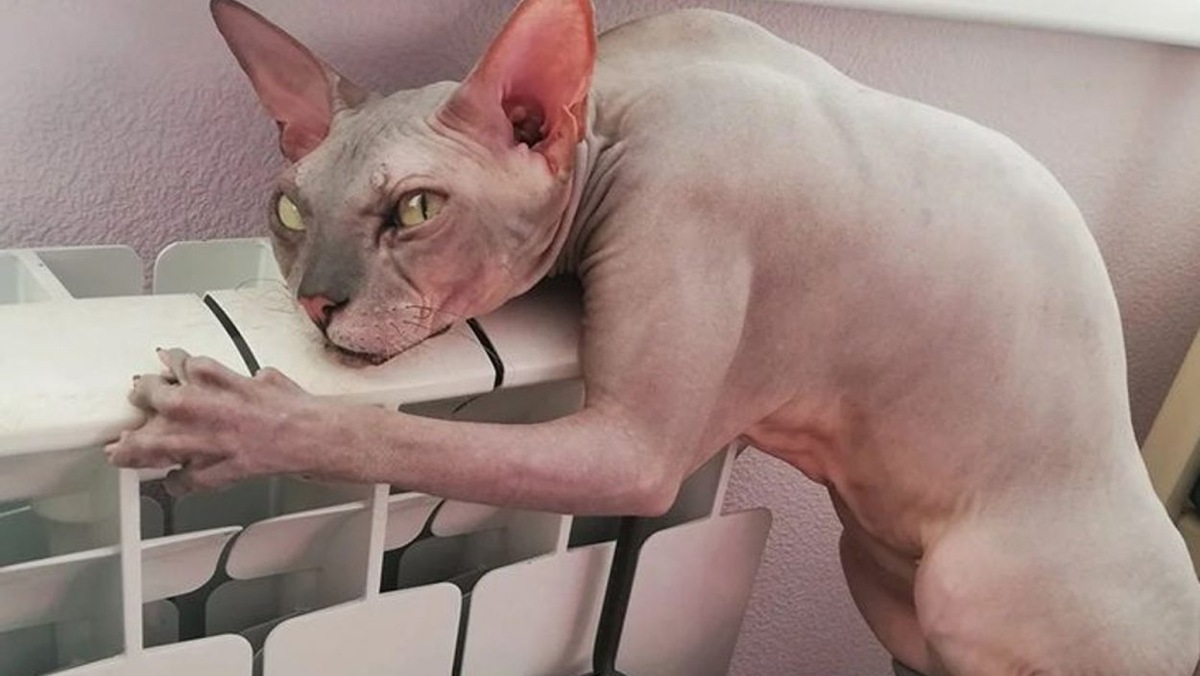 Беременный сфинкс кошка