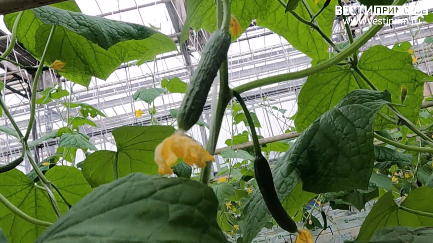    Источник фото: