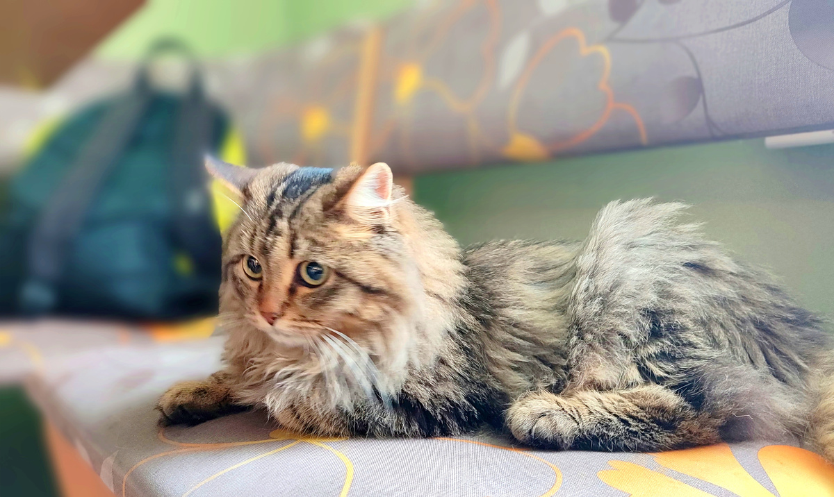 Кошка Масяня