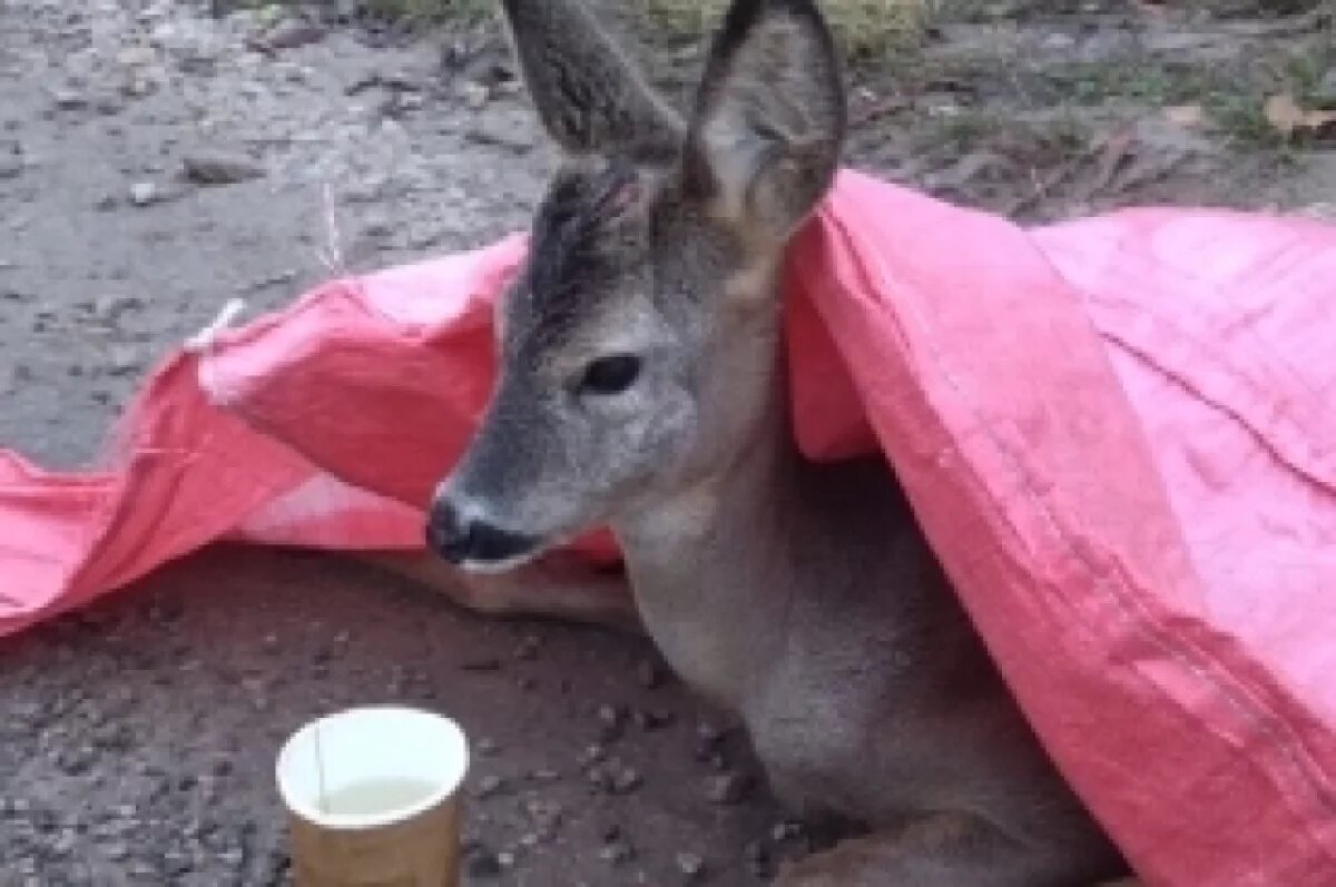    Полицейская из Тулы, которая ранее вывела старика из огня, спасла косулю