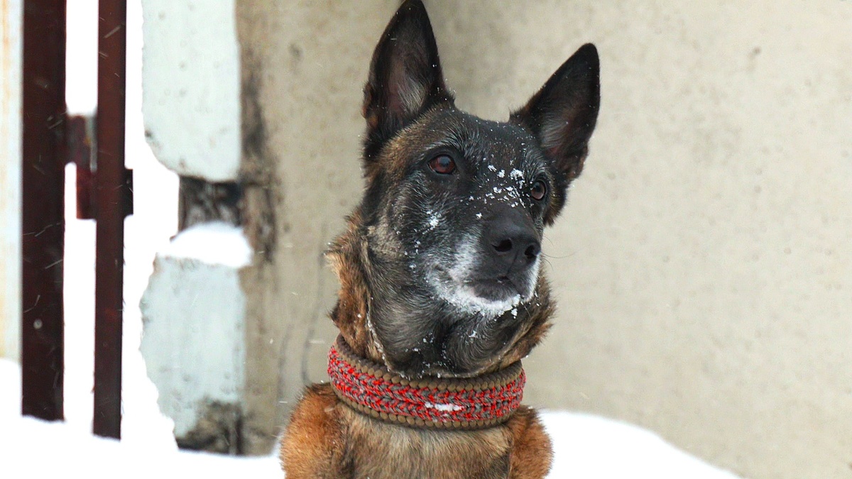    Собака нижневартовского ОМОНа готовится к почётной пенсии