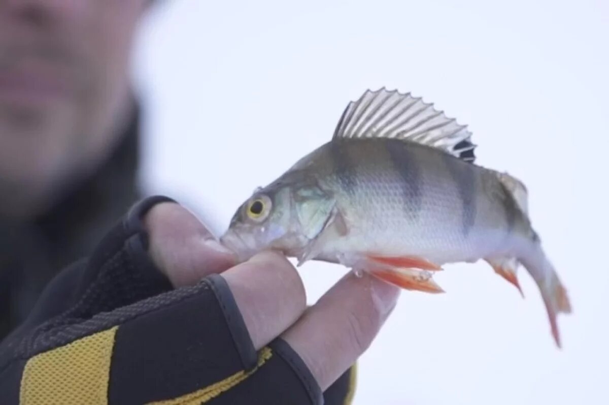    День Павла Ледостава.