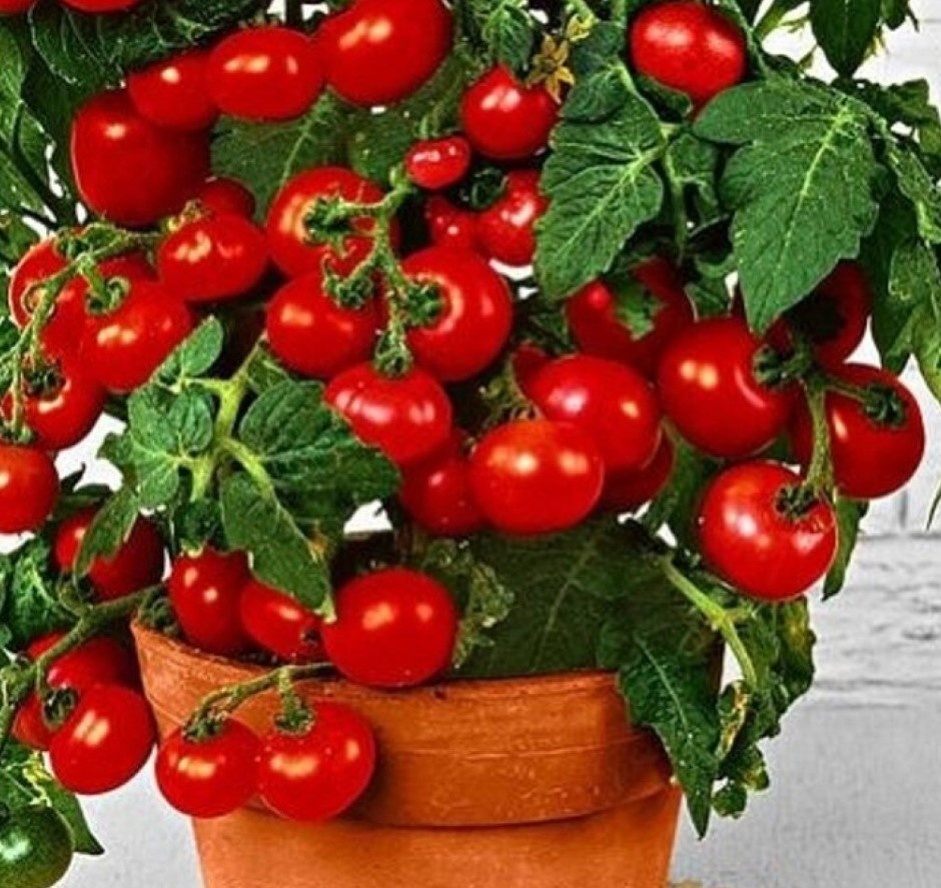 Вес плодов формирующихся на рекомендованных для выращивания на подоконнике сортов составляет всего 15-20 см. Однако даже такие мелкие томаты подходят для приготовления салатов.