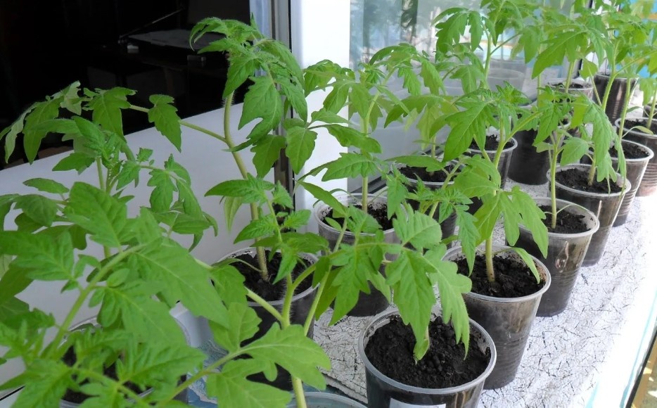 Не следует допускать перерастания рассады, если планируется выращивание на подоконнике.