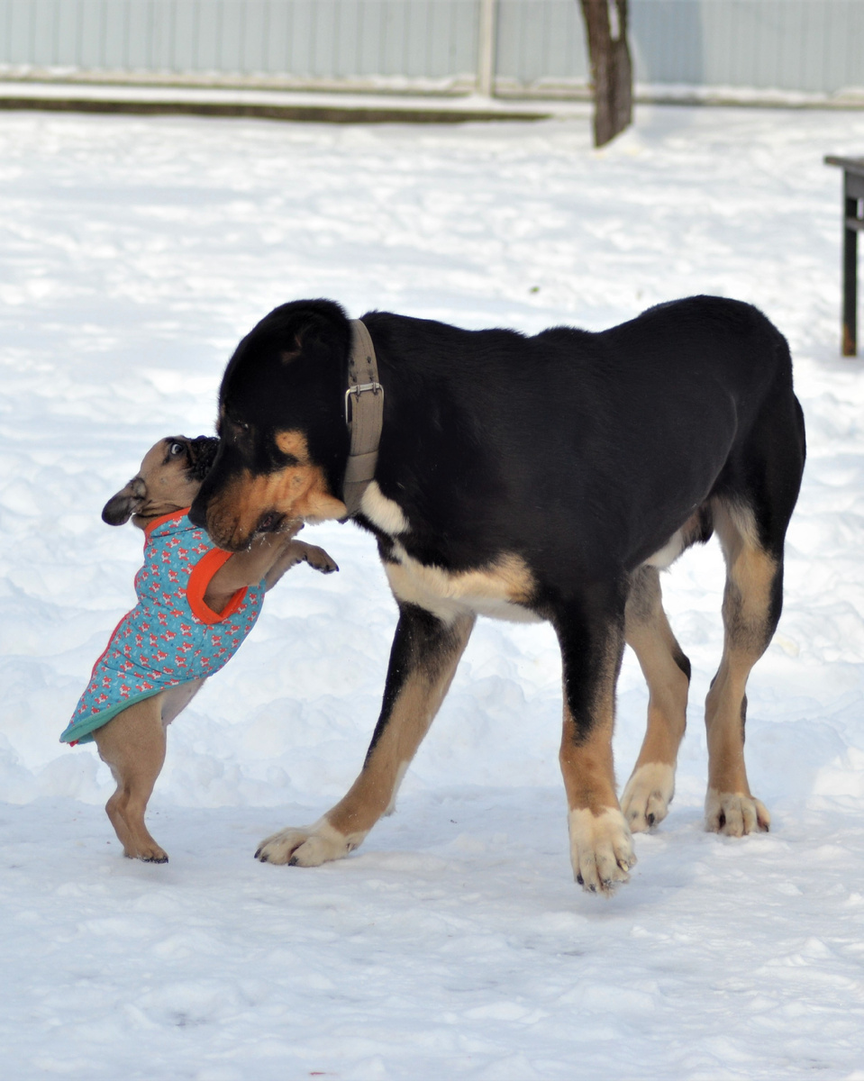 Маленькая Николь и Харон