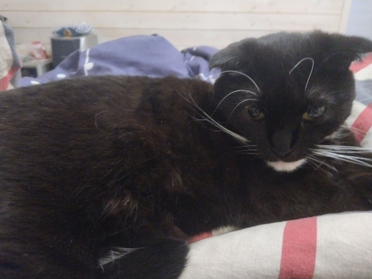 а вам понравилось кошка