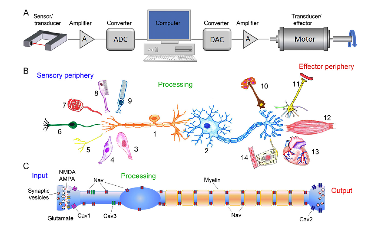 Пример графической иллюстрации аналогии между ЭВМ (с подключёнными устройствами ввода-вывода) и группы нейронов, и отдельного нейрона. Так же, как на схеме А есть вводные аналоговые сигналы, они есть и на схемах В и С. Также, как на схеме А есть прибор, конвертирующий аналоговый сигнал в цифровой код, есть такой же прибор и на схеме В (это сама клетка-рецептор или выполняющий её роль чувствительный нейрон, и этот прибор - тот же, что и регистратор аналогового сигнала); и на схеме С (это синапс или, вообще говоря, мембрана клетки, что возможно благодаря наличию на мембране совокупности рецепторов; в принципе, рецепторы могут быть и внутри клетки, не обязательно чтобы на мембране). Дальше на схеме А следует собственно ЭВМ, которая обрабатывает данные по имеющимся в ней правилам; на схеме В ей соответствуют нейроны, чувствительный и вставочный; вообще - схема В - это схема рефлекторной дуги, каковая есть абстракция, идеализация фрагмента нейросети между рецепторами и эффекторами. В схеме С ей (ЭВМ) соответствует совокупность дендритов и тела клетки; вообще говоря - совокупность возбудимых участков мембраны + машинерия внутриклеточных регуляторных белков. Дальше идёт звено, передающее сигналы на эффекторы - в схеме А это конвертер сигнала и усилитель. В схеме В это моторный нейрон (синий). В схеме С это аксон нейрона, вплоть до его пресинаптического участка мембраны. Дальше идёт эффектор, периферическое устройство, выполняющее работу, выводящее некий сигнал из машины. В схеме А это мотор. В схеме В это железистые (эндо- или экзокринные) или мышечные клетки. В схеме С это пресинаптический участок мембраны аксона.
