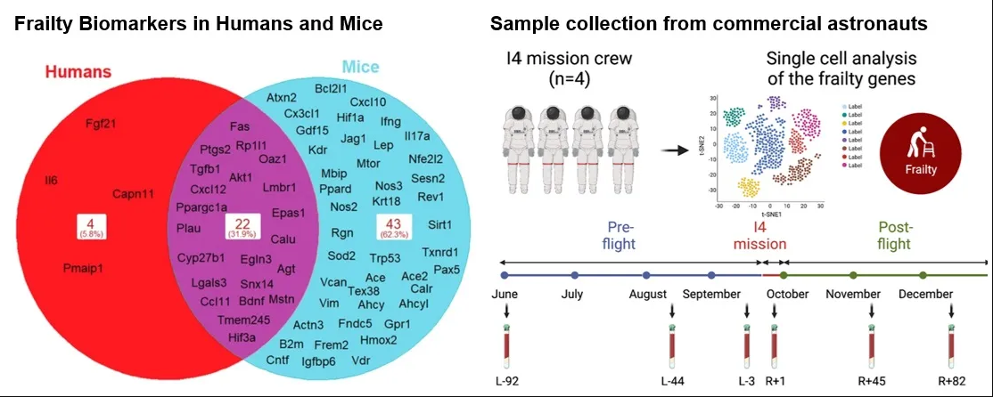 Слева: диаграмма Венна экспрессии генов дряхлости в образцах грызунов и человека показывает общие дифференциально экспрессируемые гены между двумя видами. Справа: схема экспериментов и образцов Inspiration4.    
 Источник: Analysis Working Groups (AWGs) of NASA’s Open Science Data Repository (OSDR)  📷
