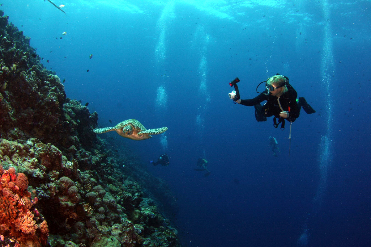 Дайвинг с морсокй черепахой в Египте