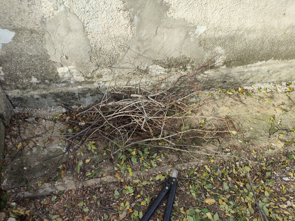 Тонкие веточки отдельно