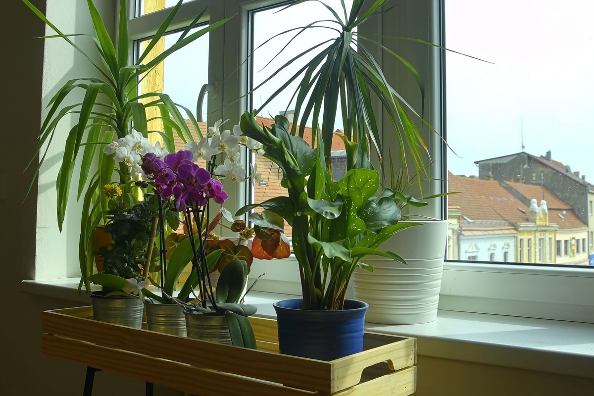     Плесень в доме не появится: какие цветы спасут от грибков и конденсата