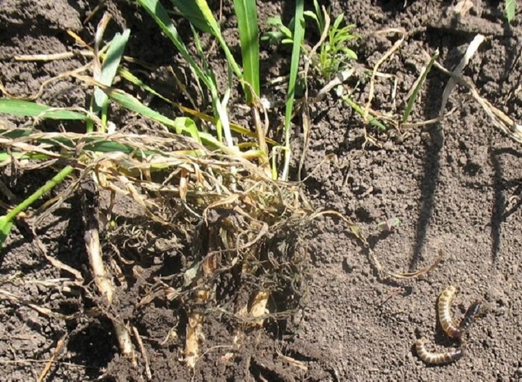    В чем сложность борьбы с хлебной жужелицей