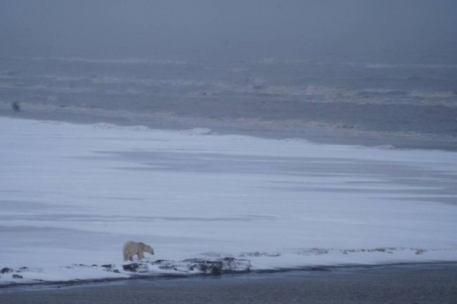    Белый медведь на Ямале