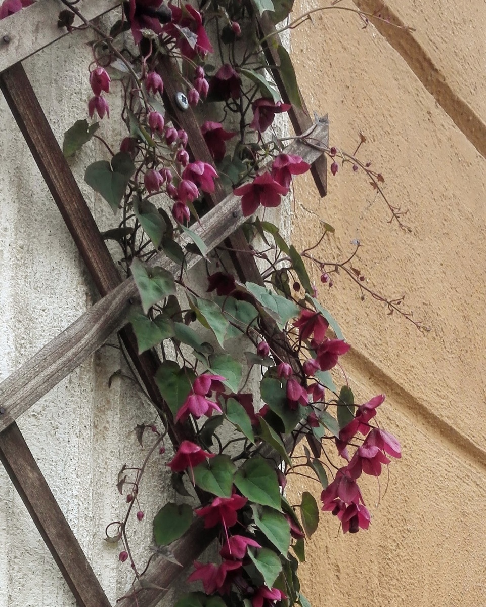 Родохитон на моем балконе в августе 2019 г. 