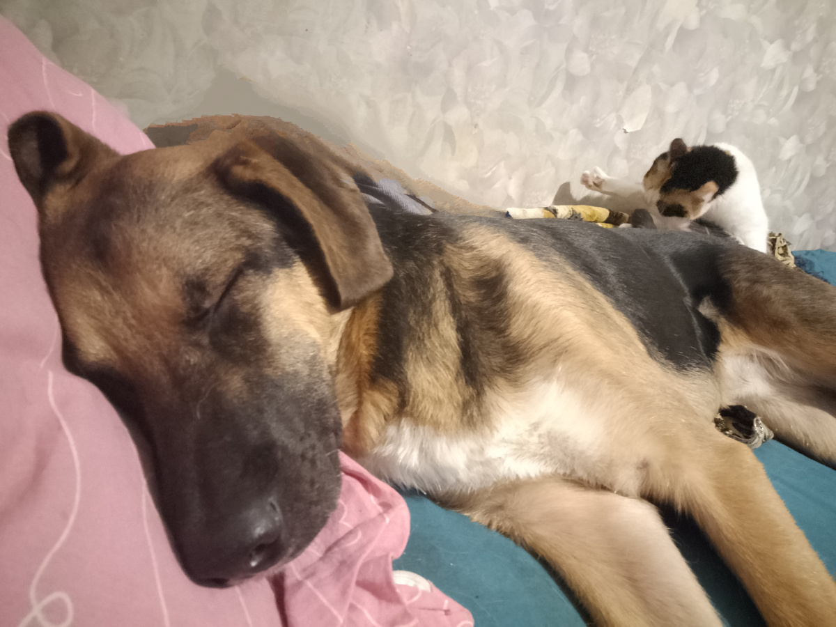 Платон спит после прививки