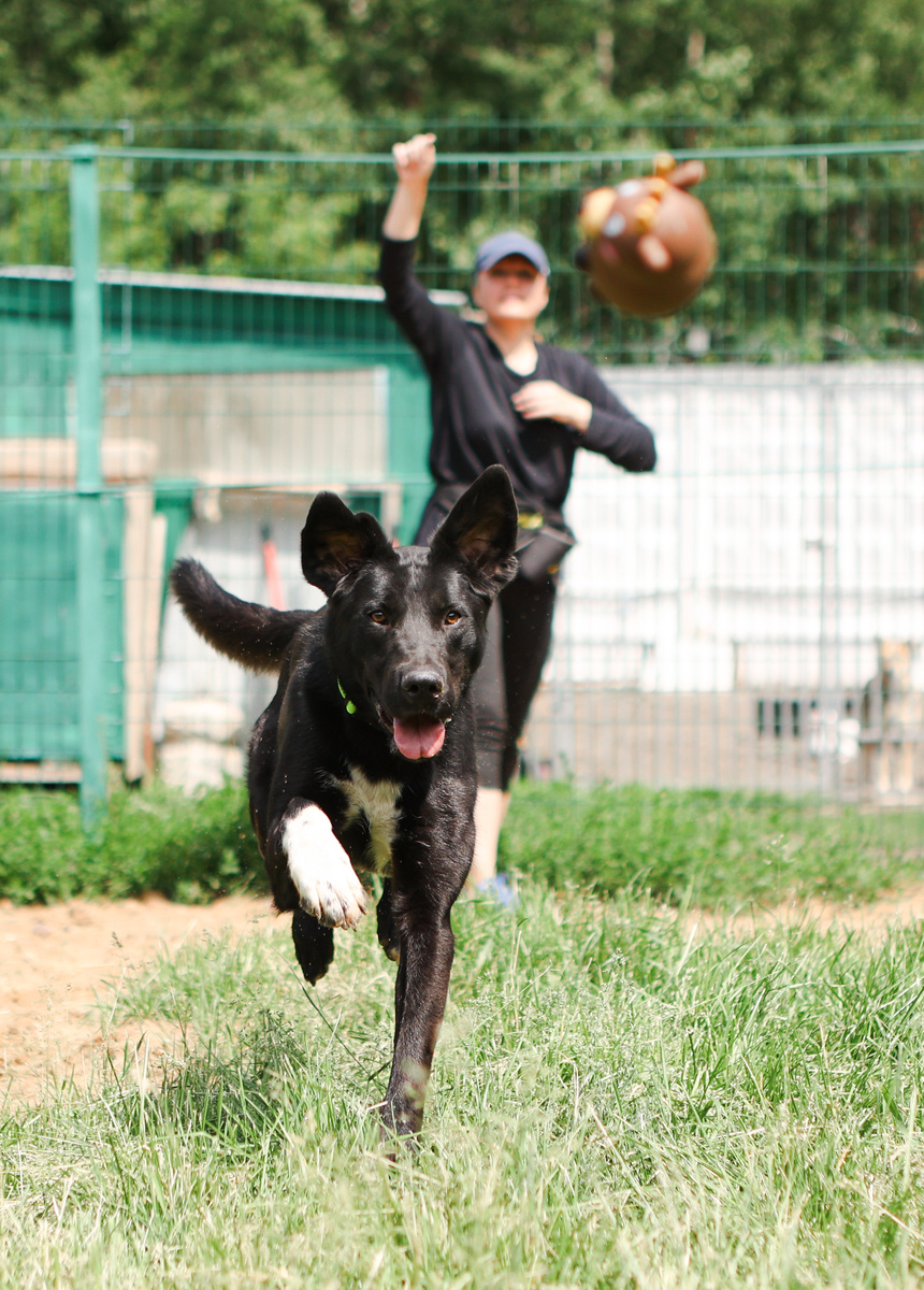 Батлер. Выброшен щенком на улицу. +7 903 103 3951 Анна