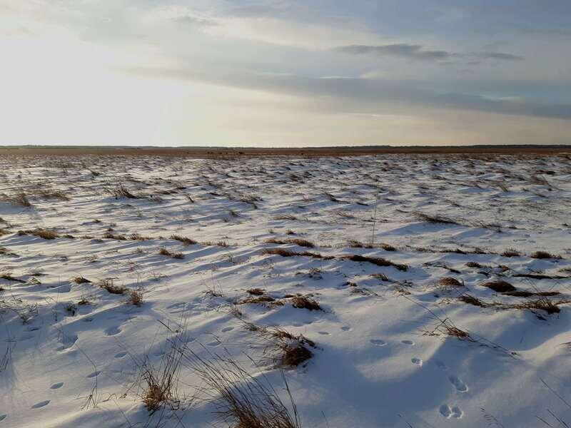 
Если присмотреться, то на переднем плане можно увидеть электропастуха