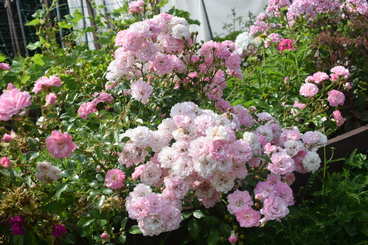 фото Берениче